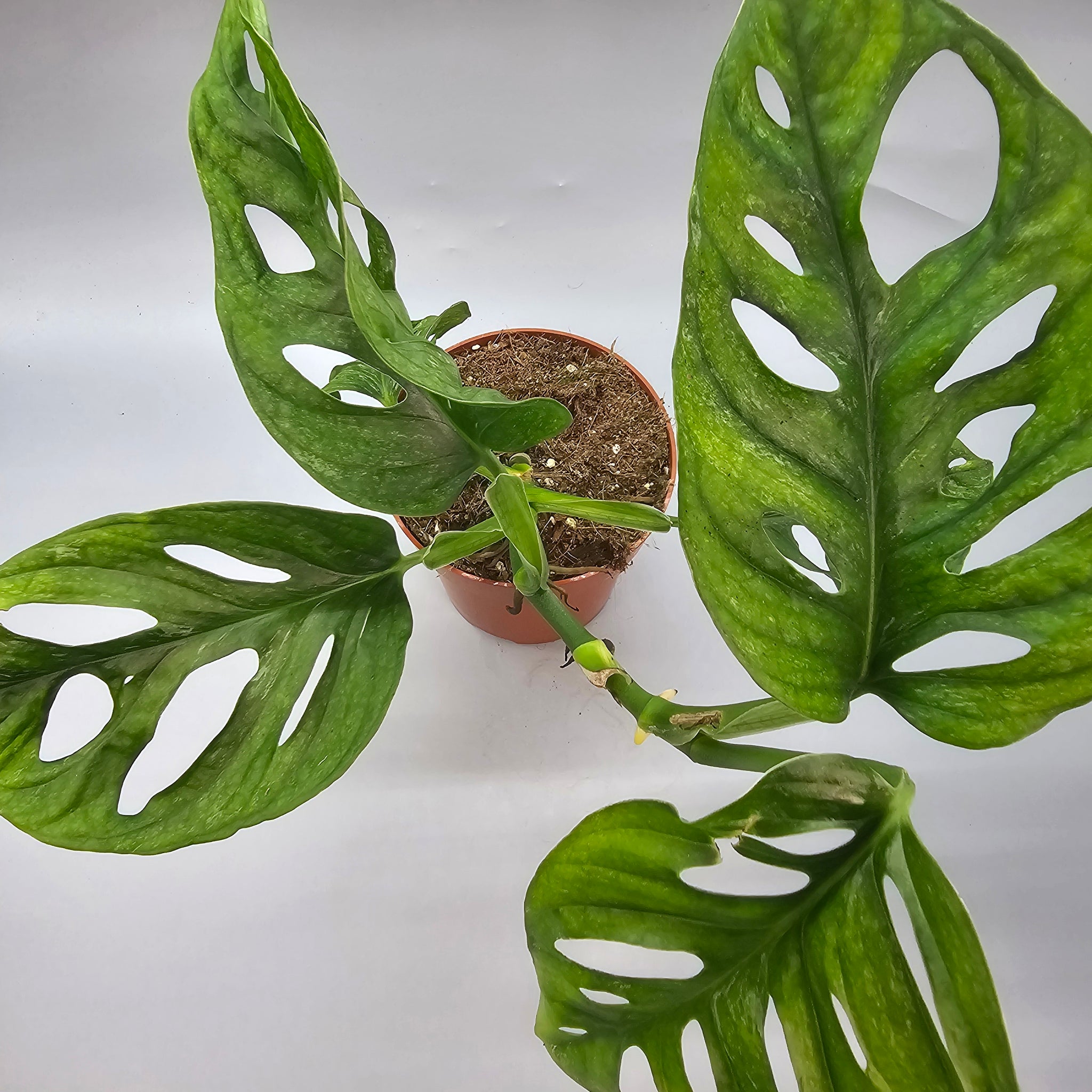 Monstera Adansonii Mint