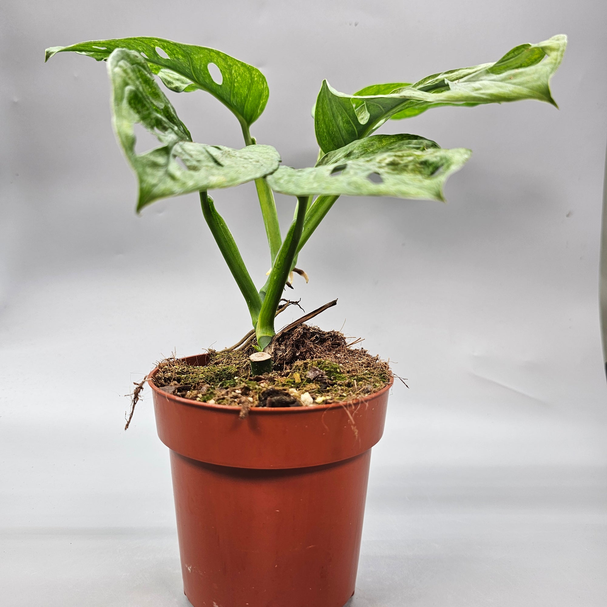 Monstera Adansonii Mint