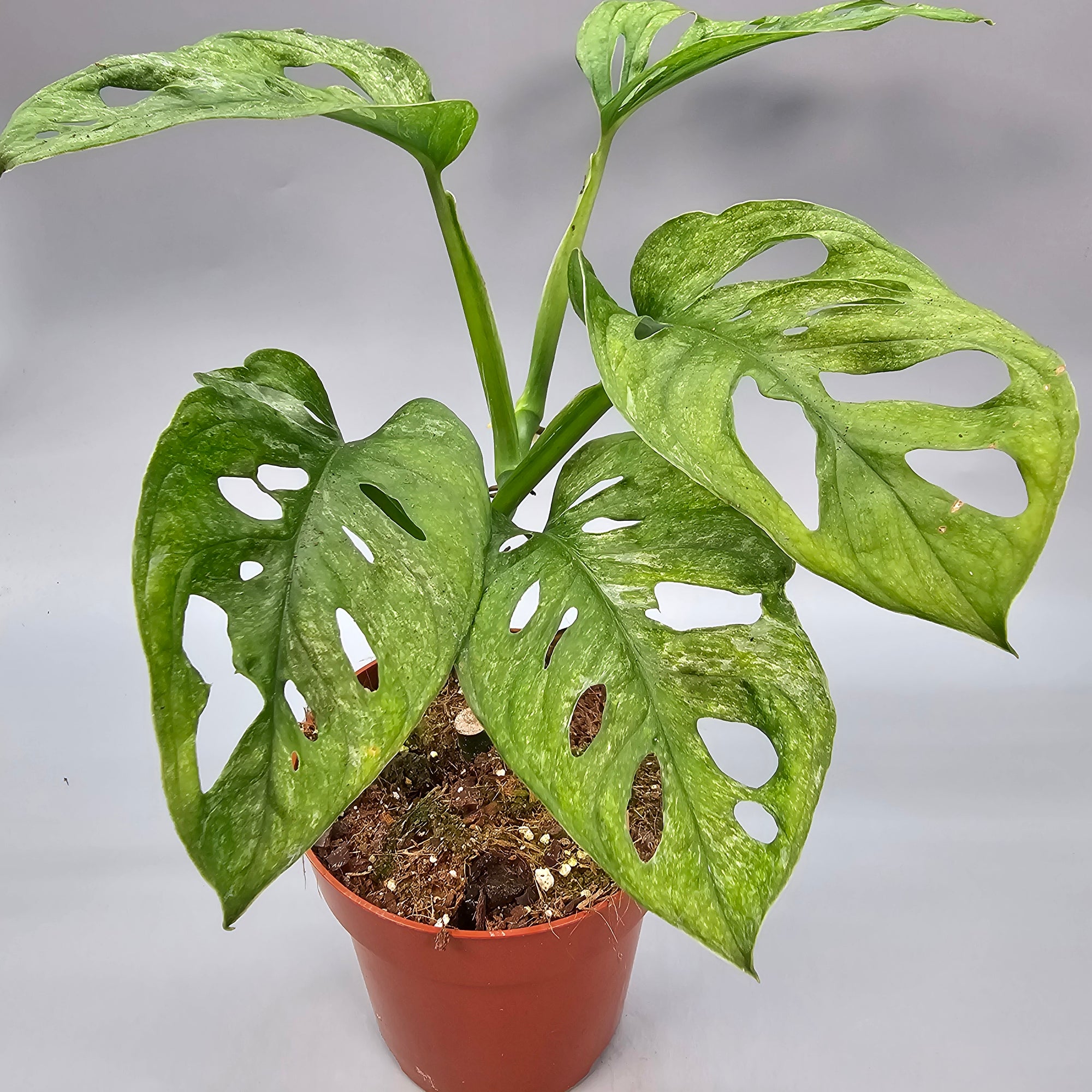 Monstera Adansonii Mint