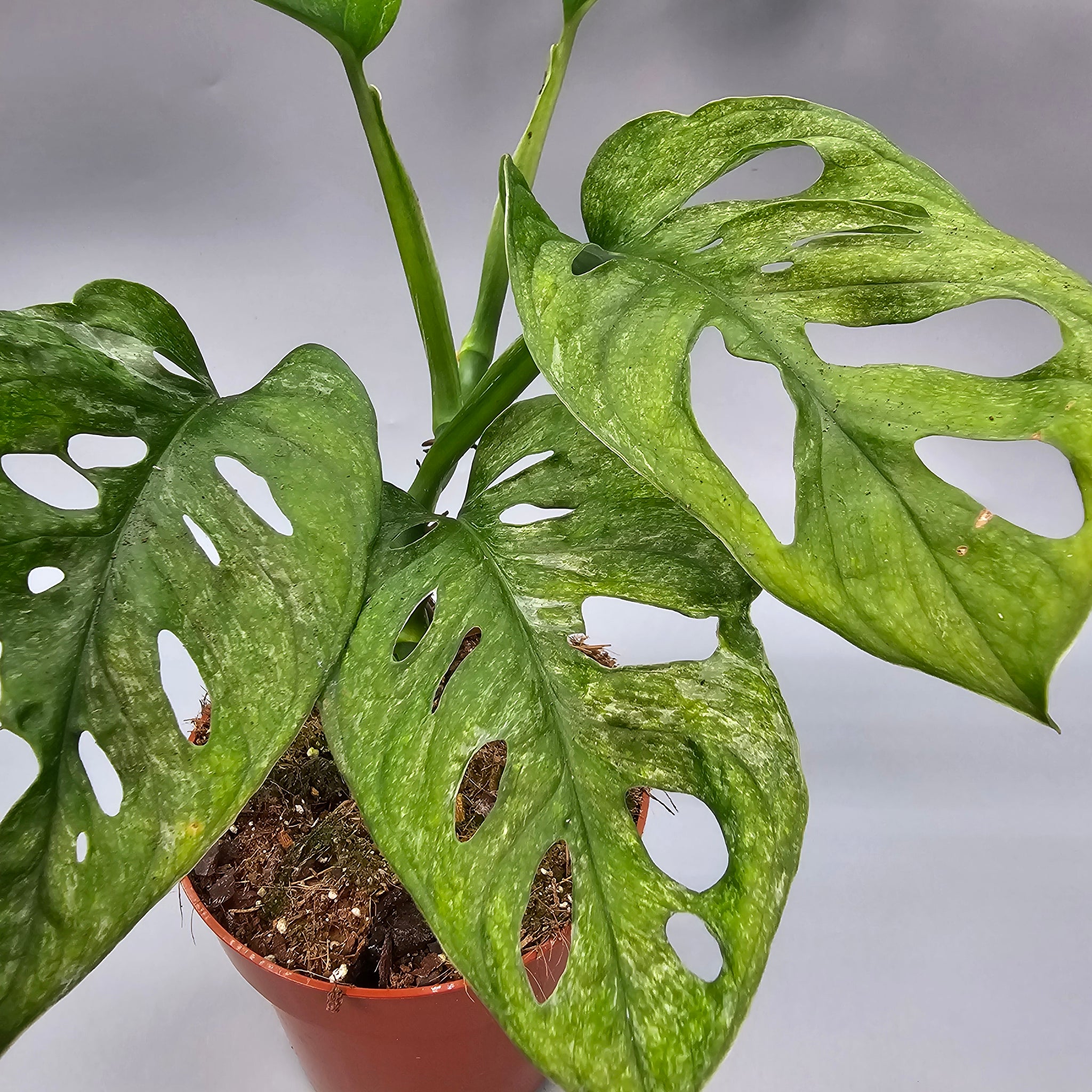 mint swiss cheese plant Monstera Adansonii Mint Rare Houseplant – Odd Leaf