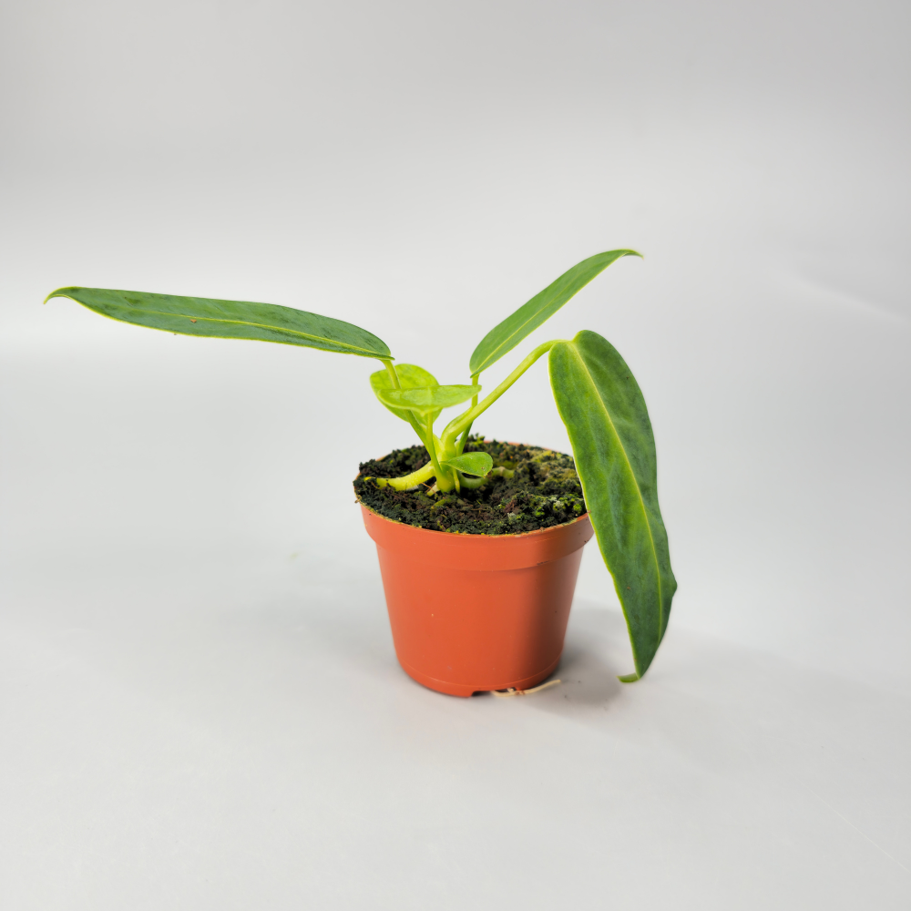 Anthurium Warocqueanum