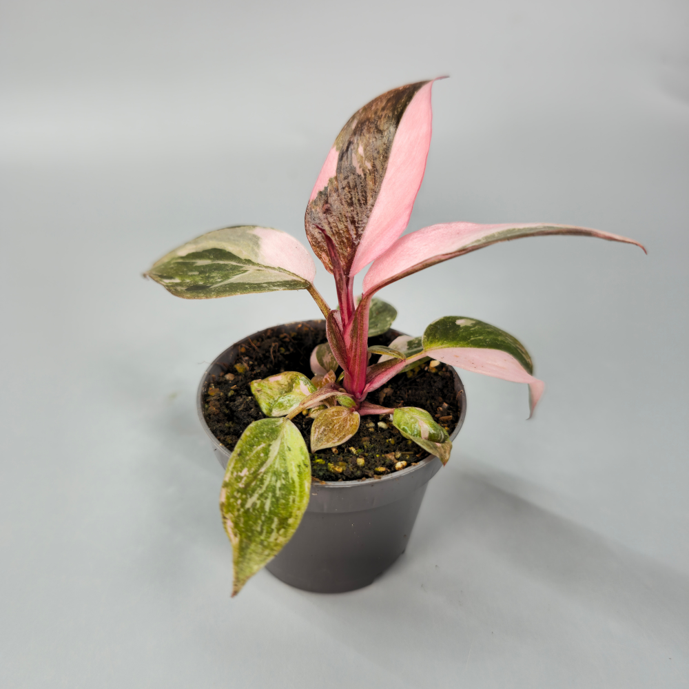 Philodendron Pink Princess - Marbled