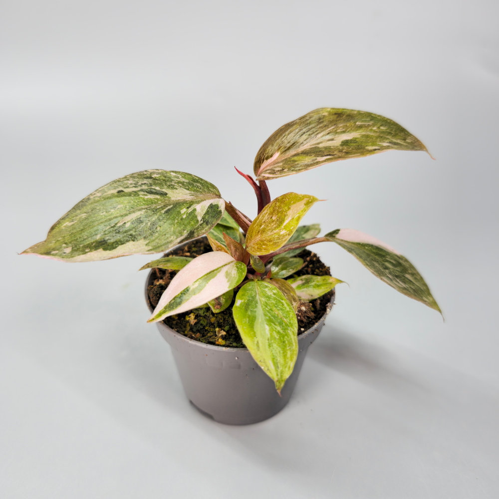 Philodendron Pink Princess - Marbled