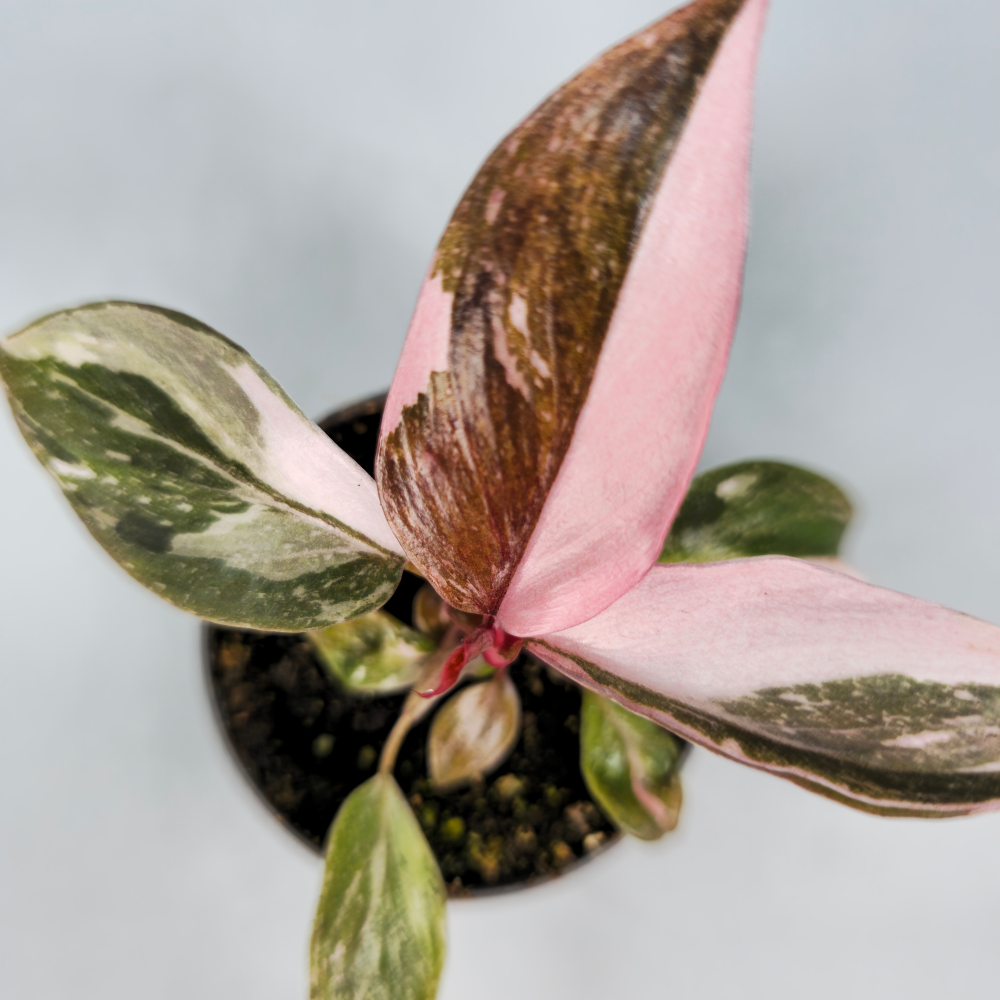 Philodendron Pink Princess - Marbled