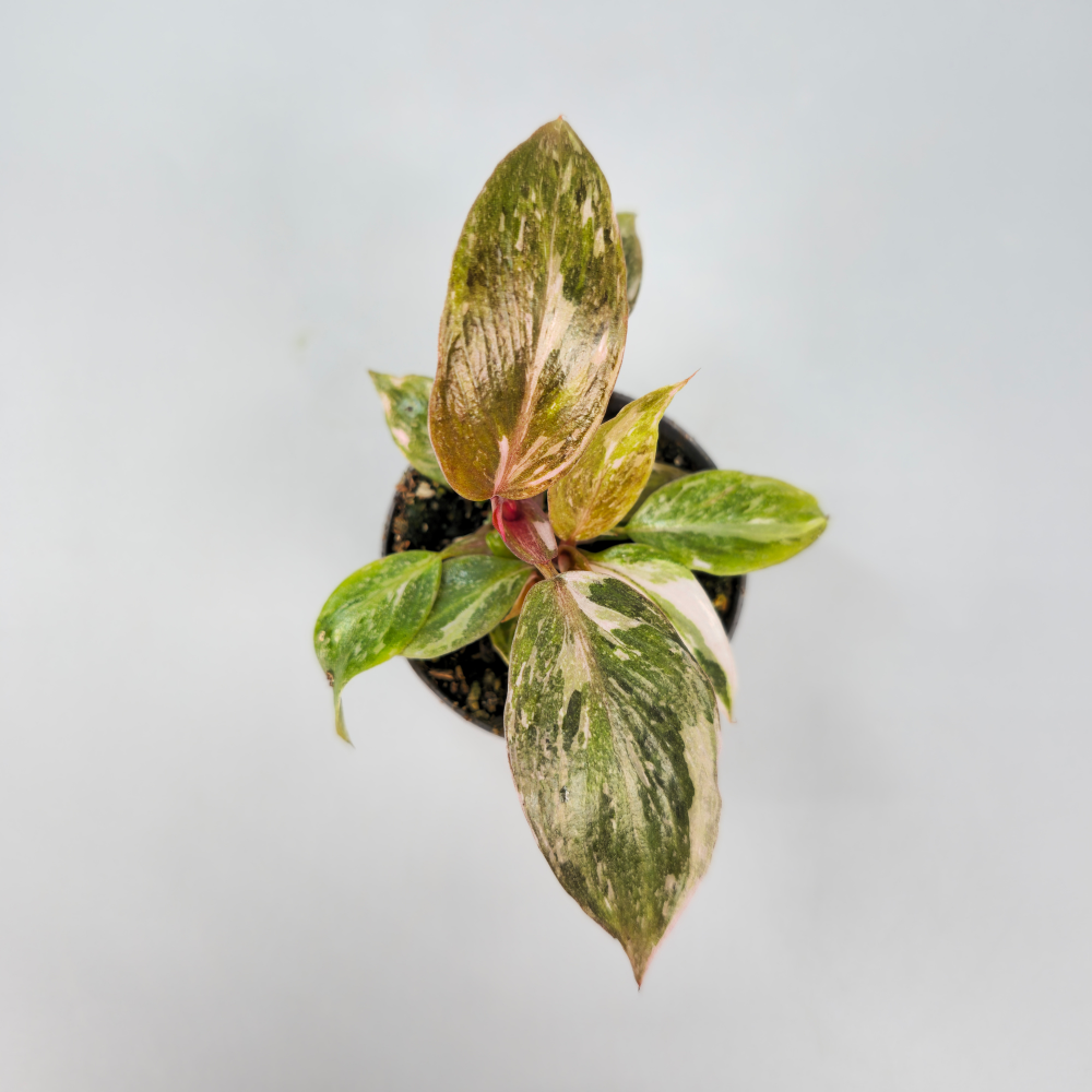 Philodendron Pink Princess - Marbled