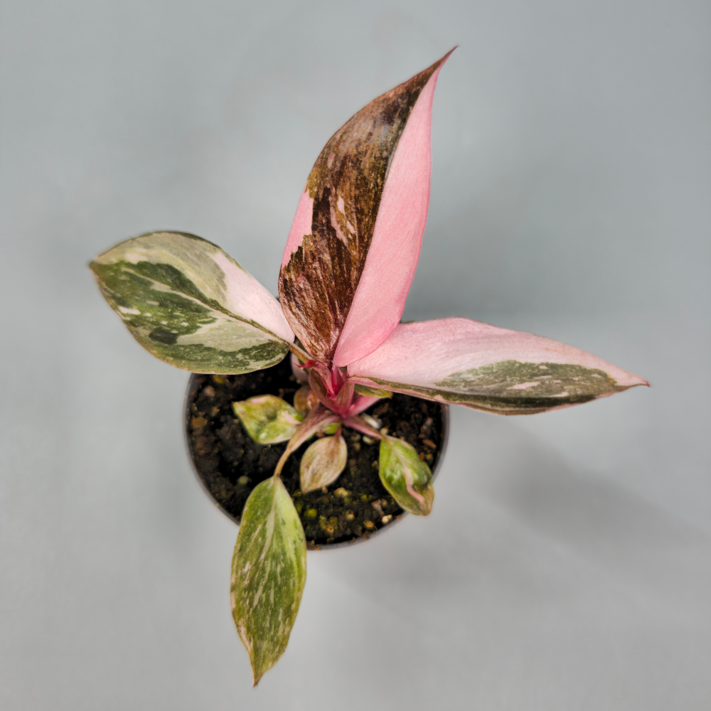 Philodendron Pink Princess - Marbled