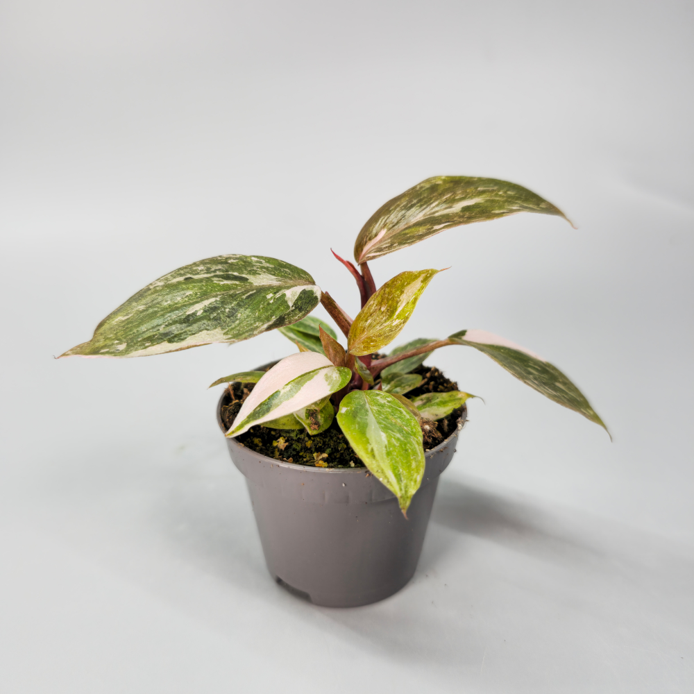 Philodendron Pink Princess - Marbled