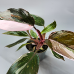Philodendron Red Anderson