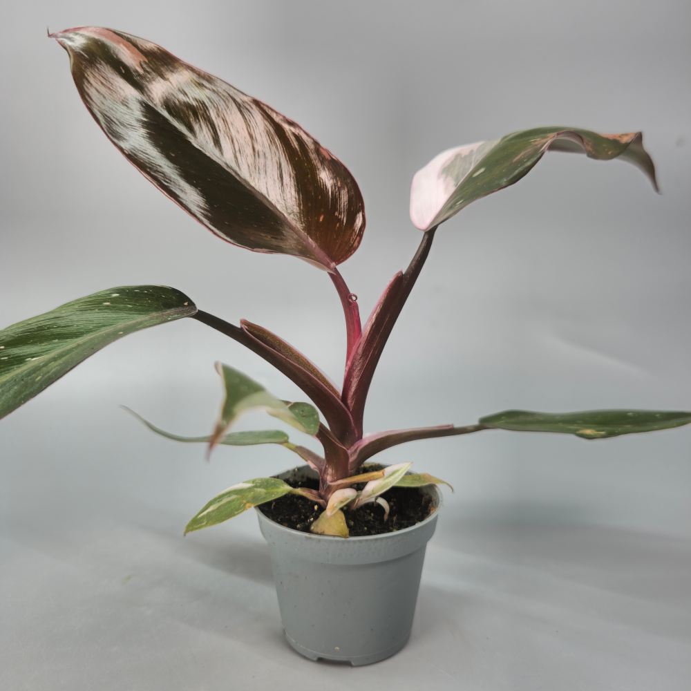 Philodendron Red Anderson