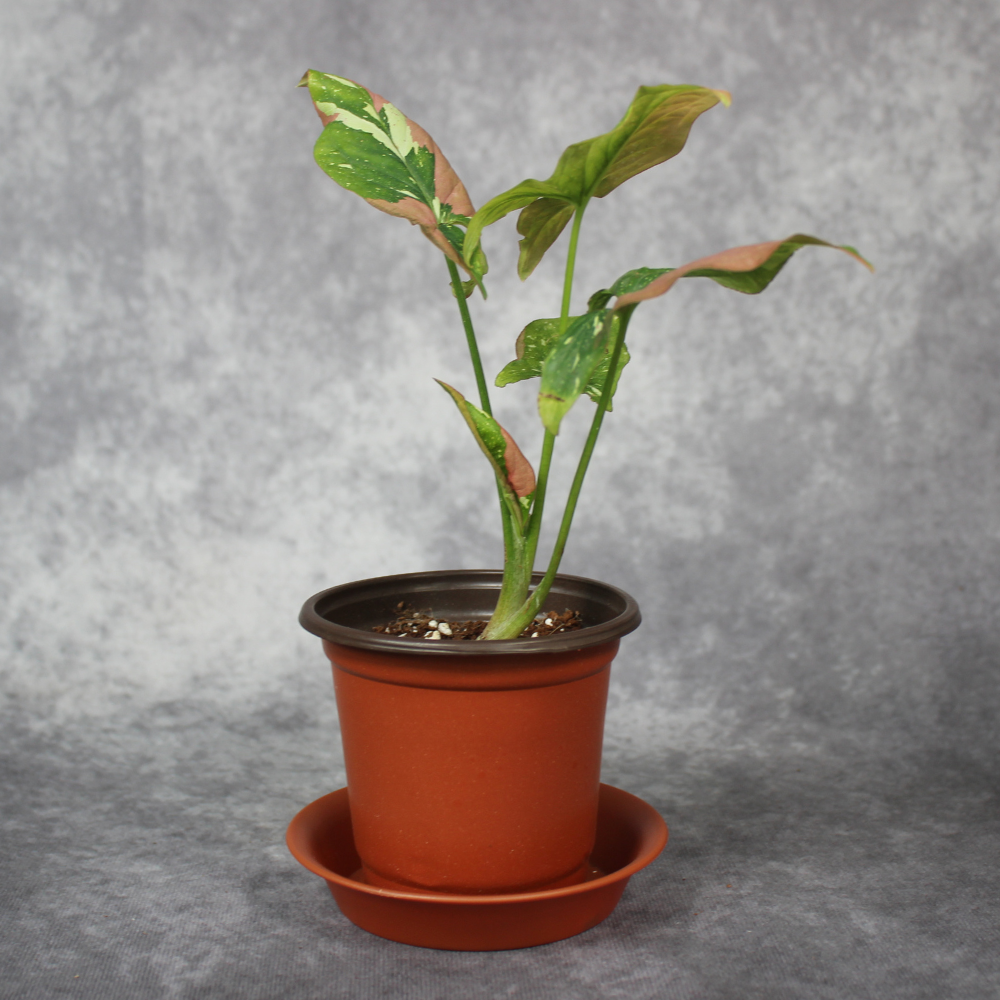Syngonium Podophyllum Tri Color