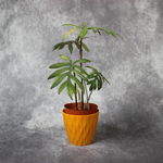 Philodendron Mayoi