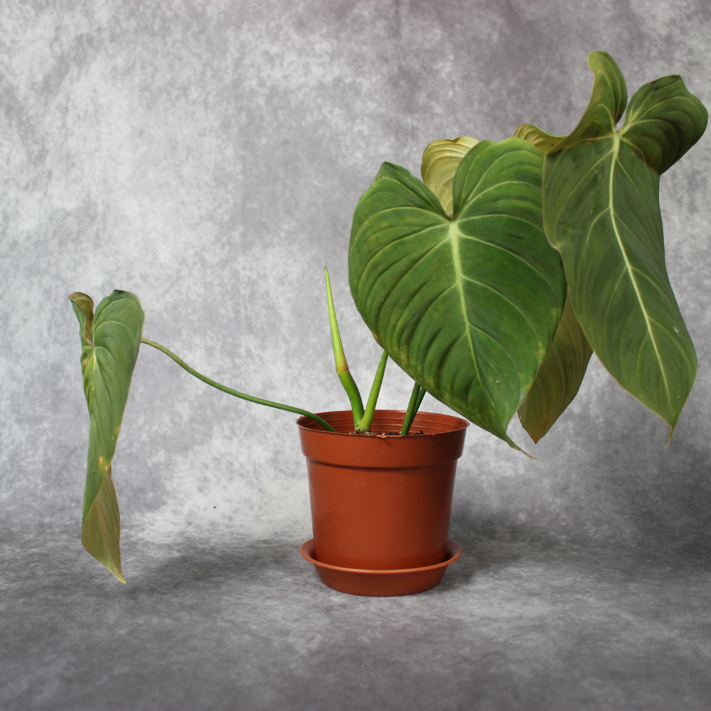 Philodendron Glorious (Gloriosum X Melanochrysum)