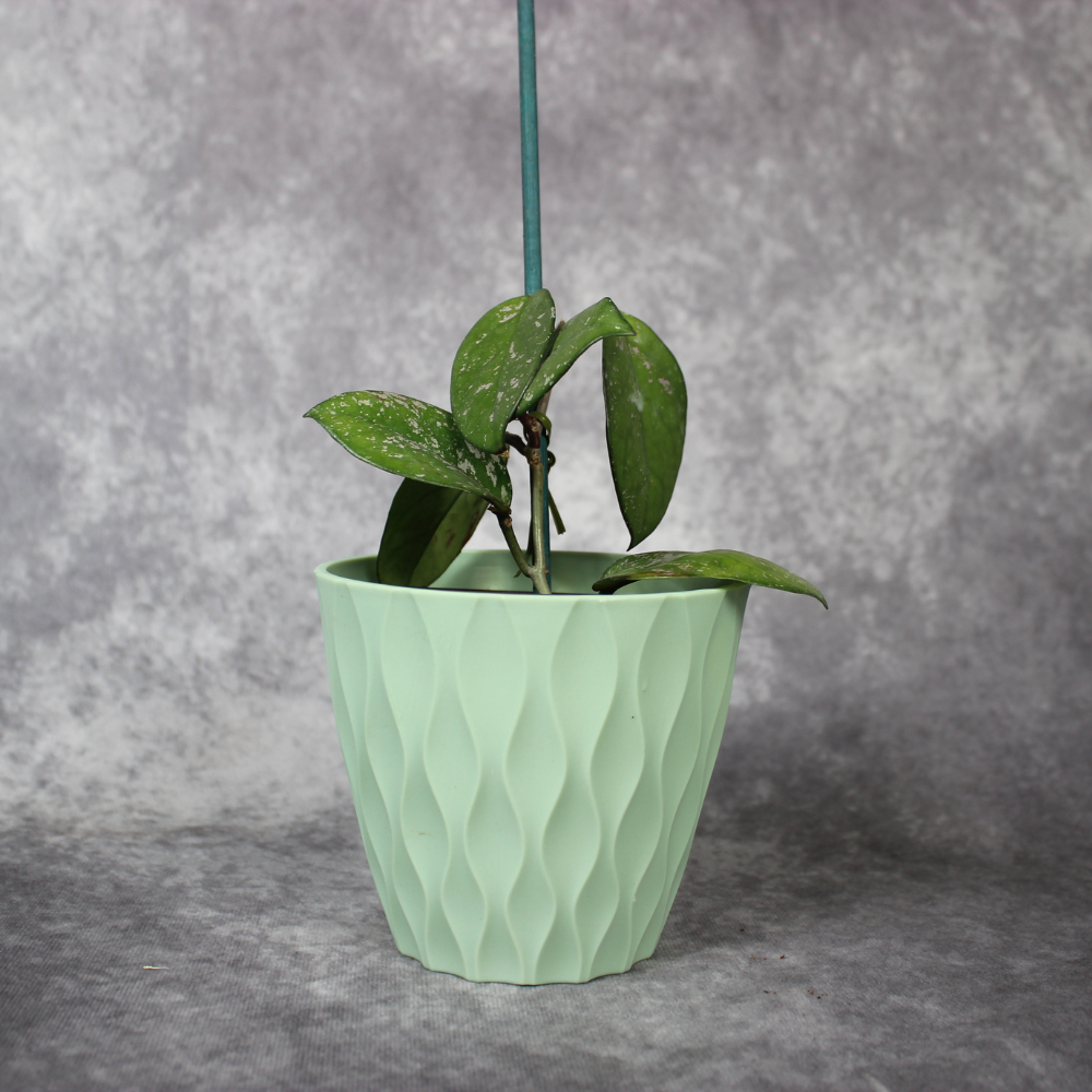 Hoya Carnosa Oval and Splash Leaf