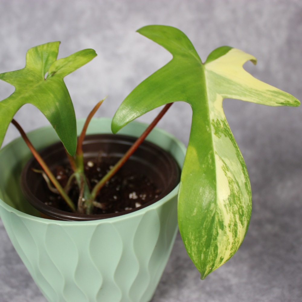 Philodendron Florida Beauty Variegated