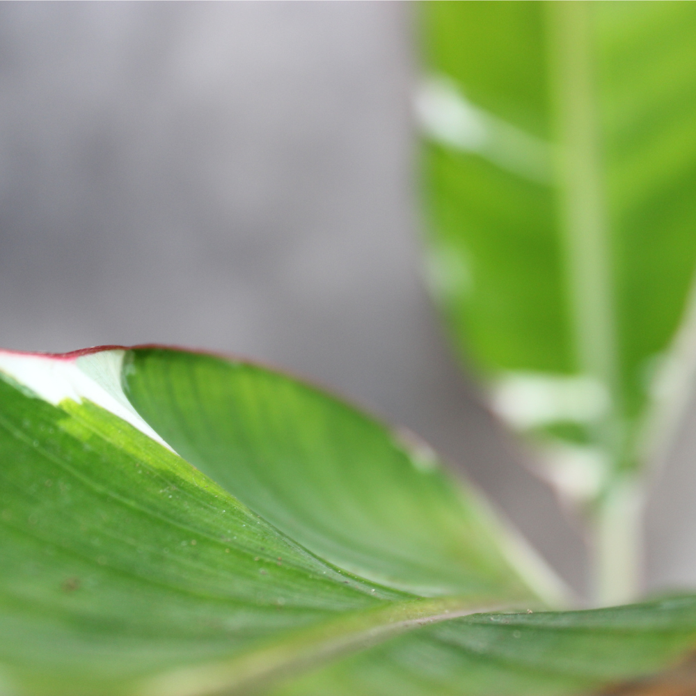 Musa Florida Variegata