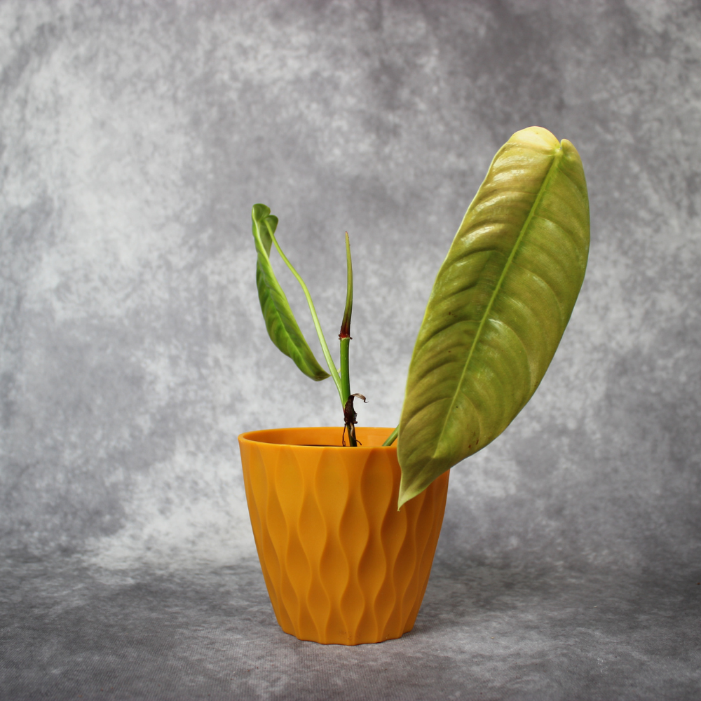 Philodendron Sharoniae