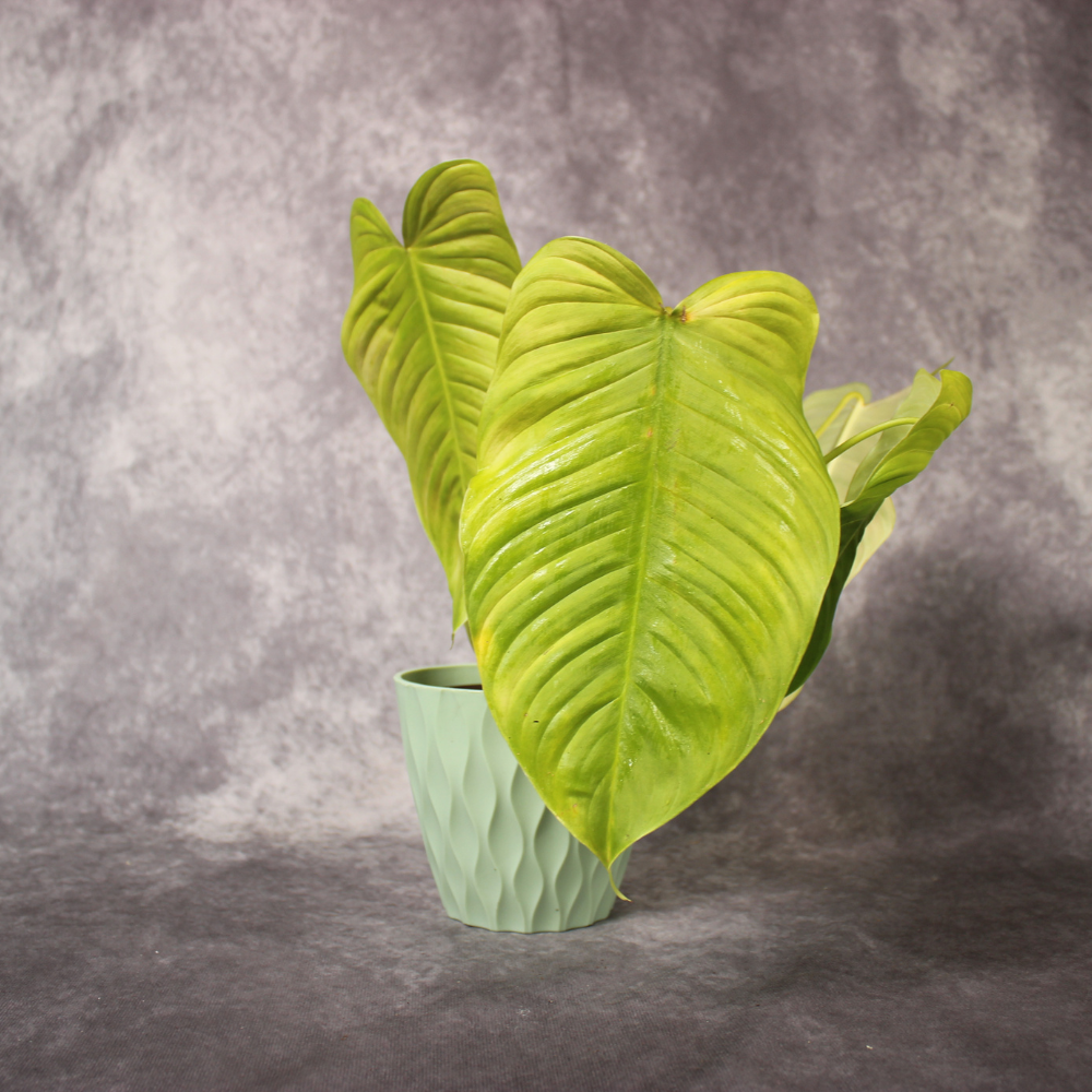 Philodendron Tenue Big Leaves