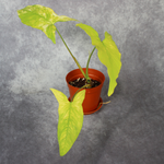 Syngonium Podophyllum Yellow Variegata