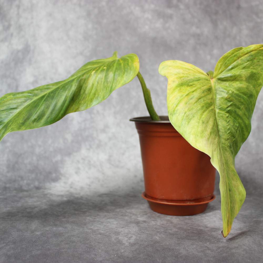 Philodendron Subhastatum Variegated Balleroy