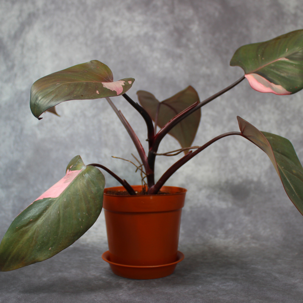 buy philodendron pink princess uk Philodendron Pink Princess – Odd Leaf