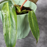 Philodendron Spiritus-Sancti
