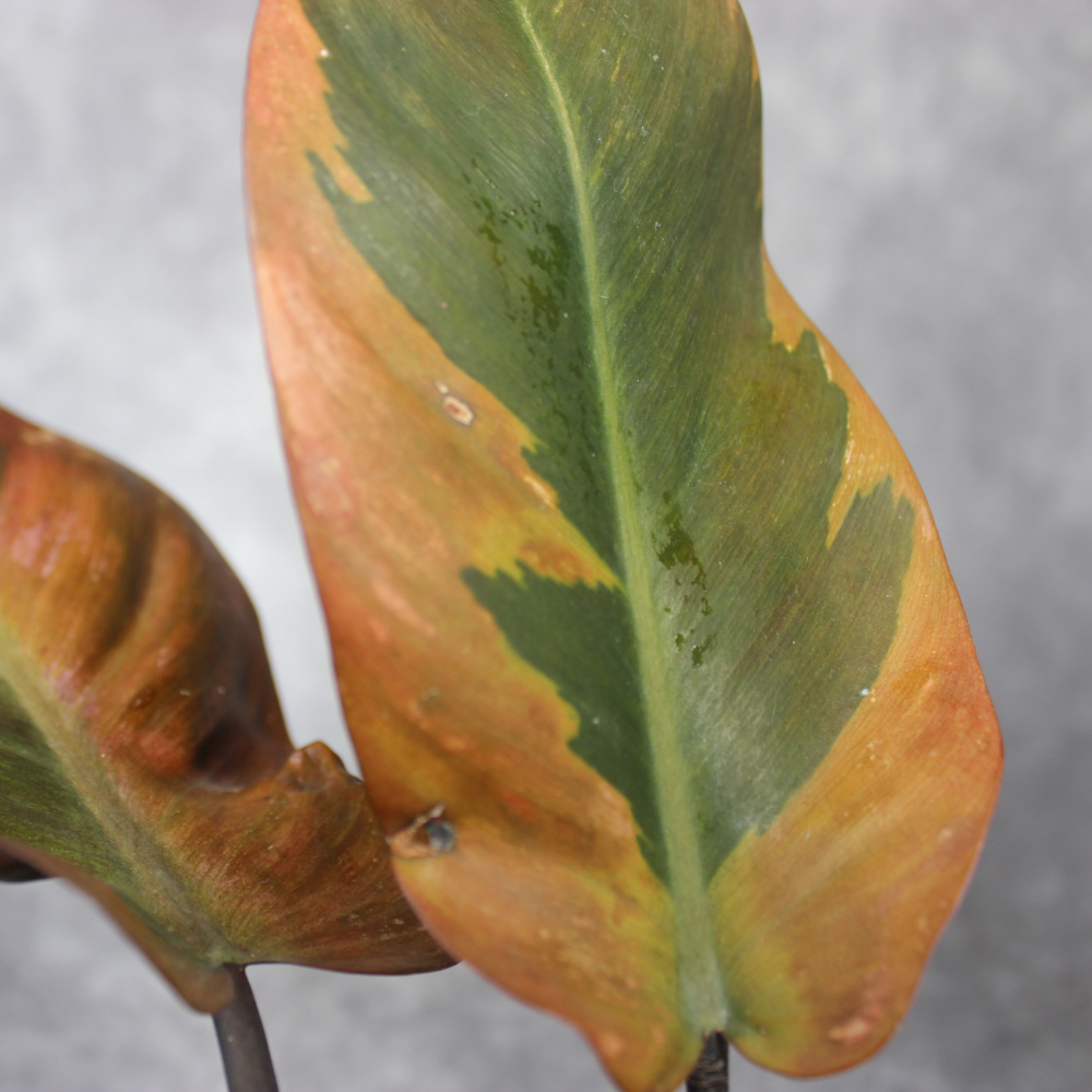 Philodendron Black Cardinal Variegated No2.