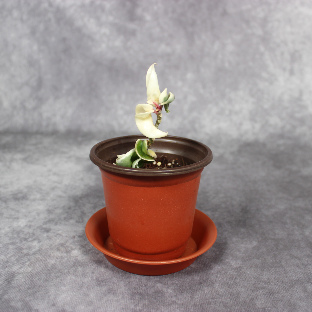 Hoya Carnosa Compacta Margin Variegated