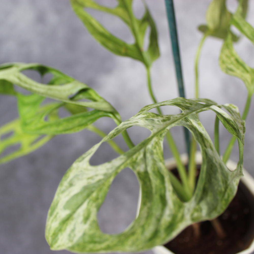 Monstera Adansonii Variegated Indo