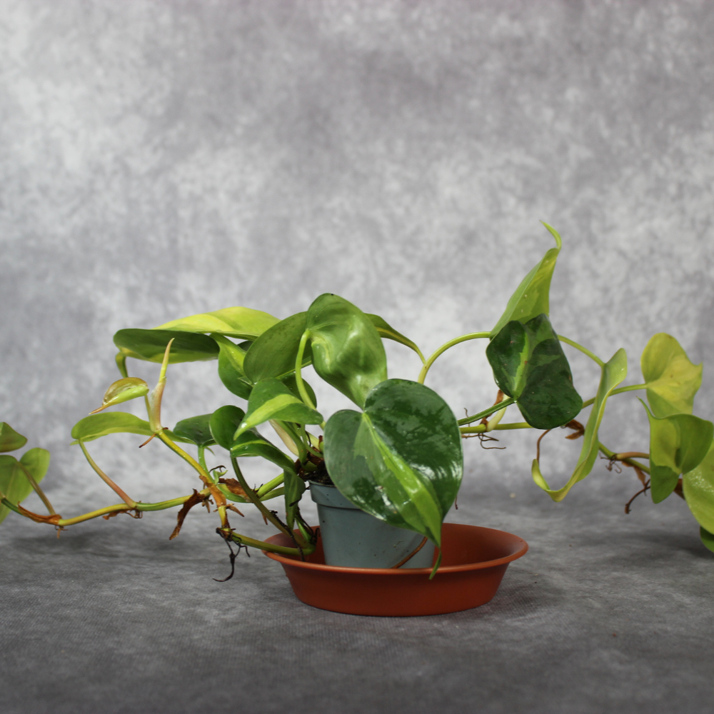 Philodendron Scandens Brasil