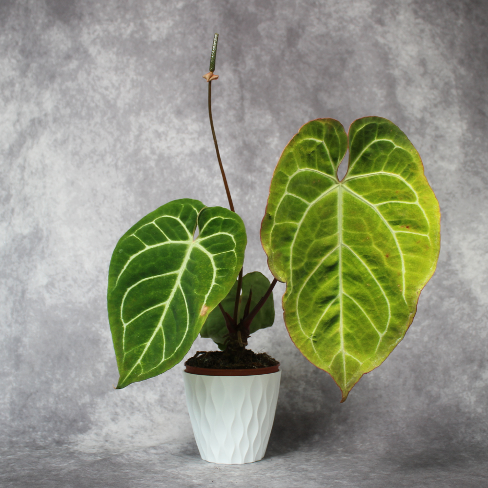 Anthurium Crystallinum