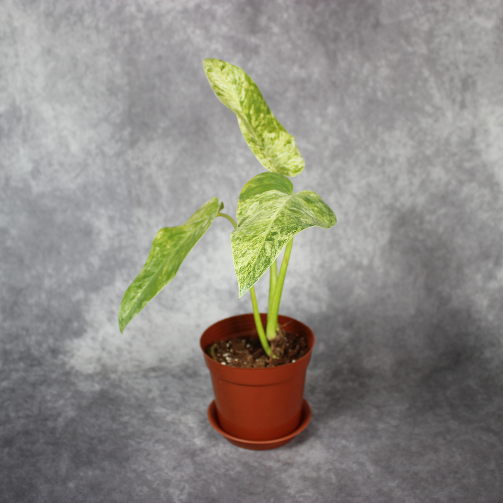 Philodendron Giganteum Blizzard Variegated