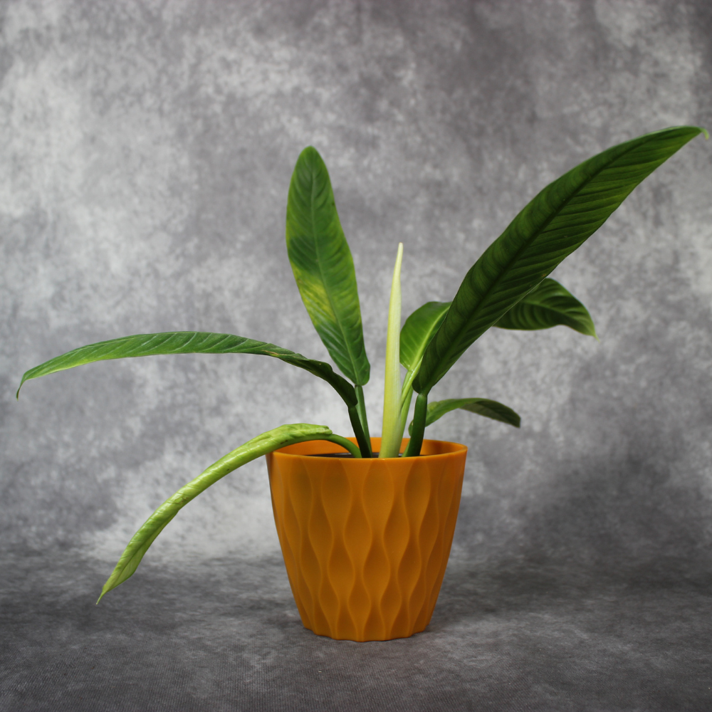 Philodendron Lynette Campii