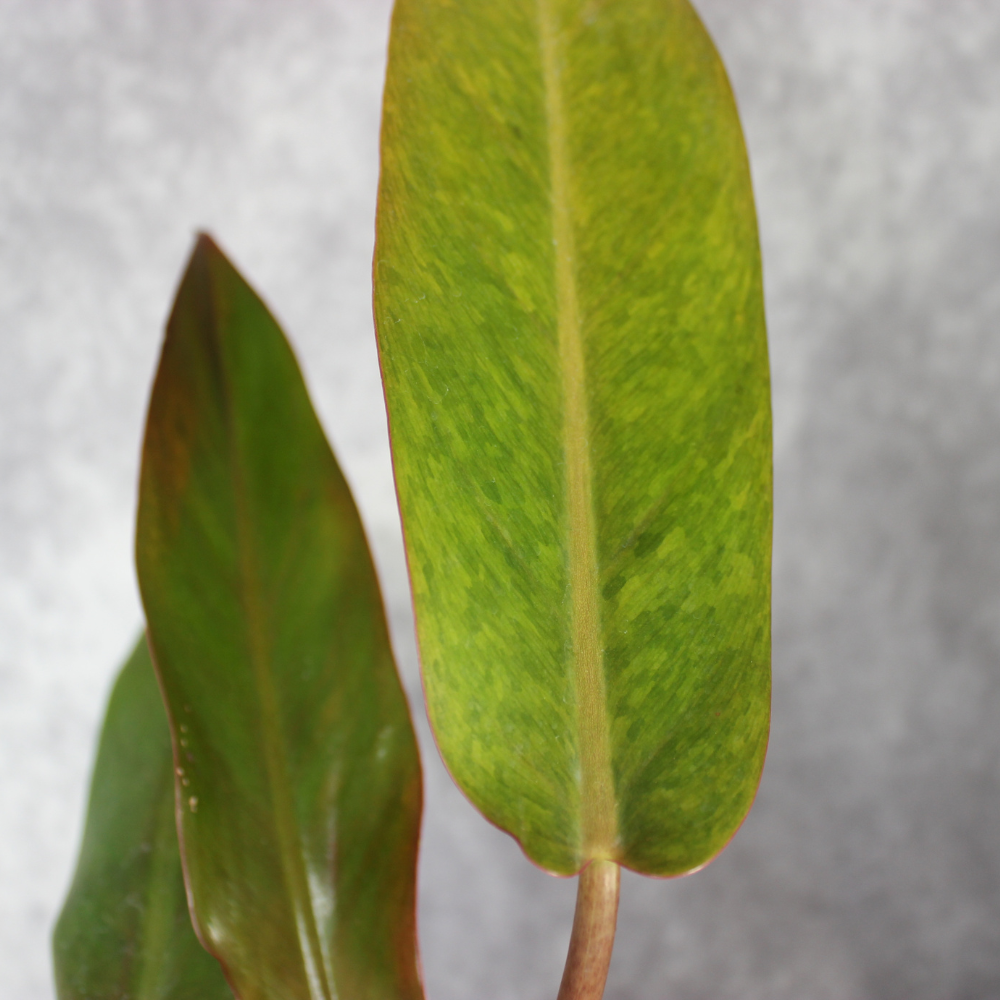 Philodendron Orange Marmalade (Straight)
