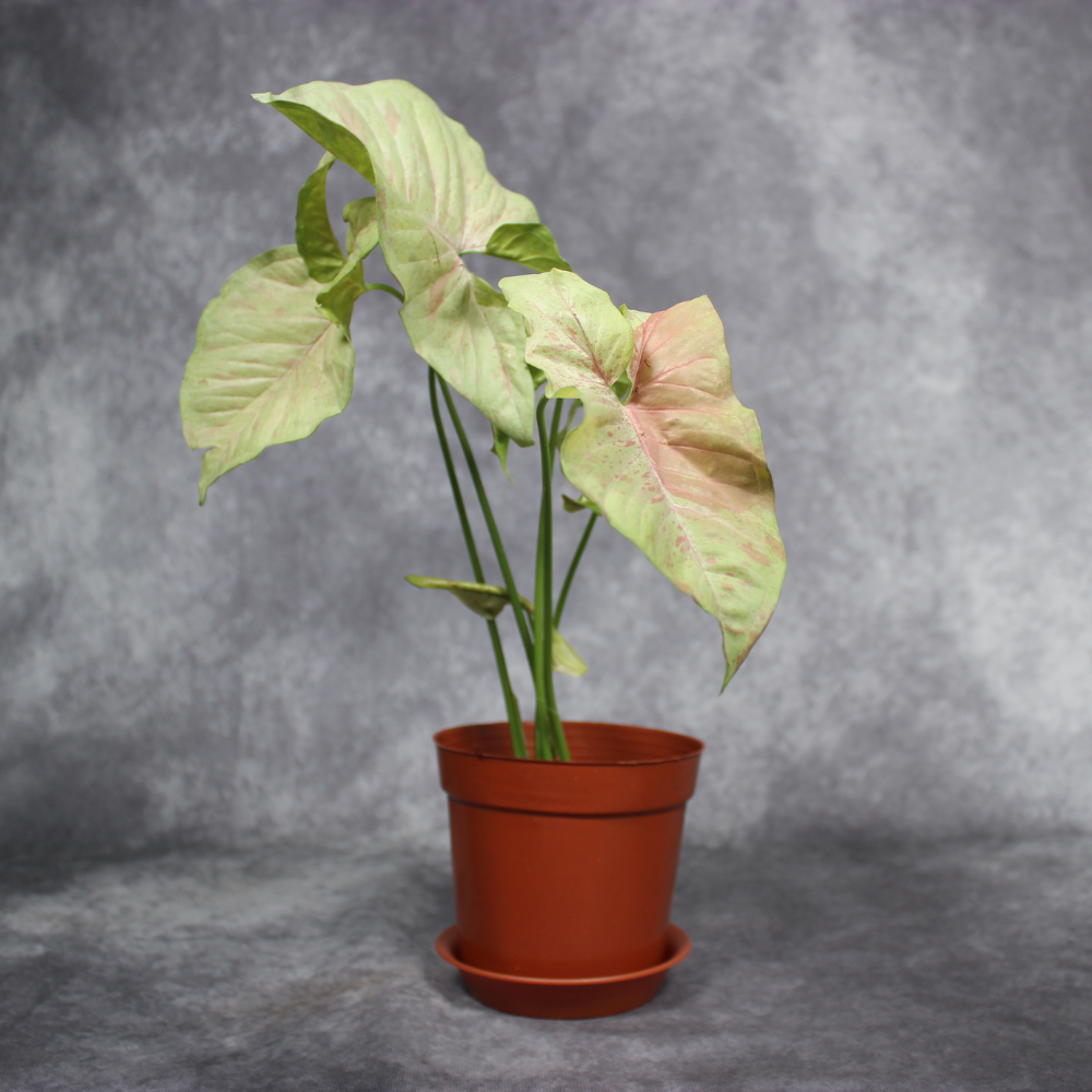 Syngonium Podophyllum Milk Confetti