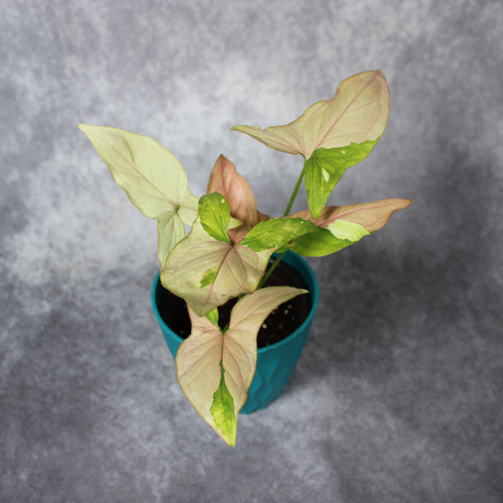 Syngonium Podophyllum Variegated  Pink Splash