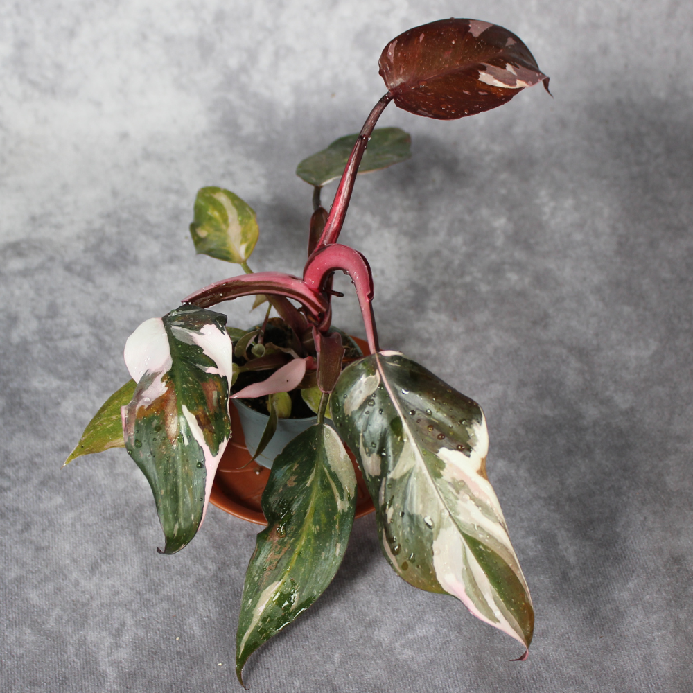 Philodendron Red Anderson