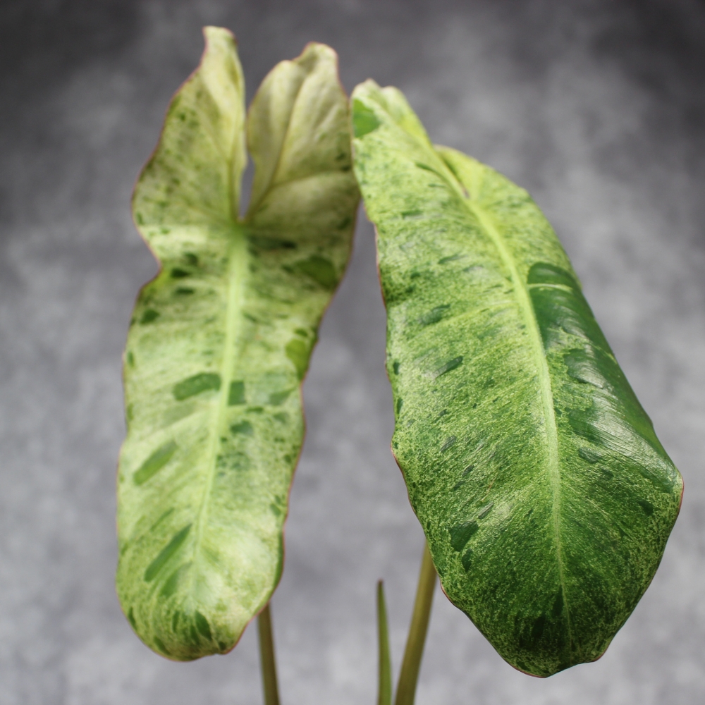 Philodendron Paraiso Verde