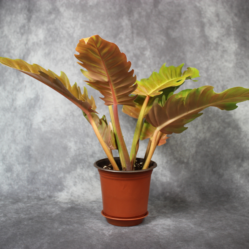 Philodendron Golden Serratum
