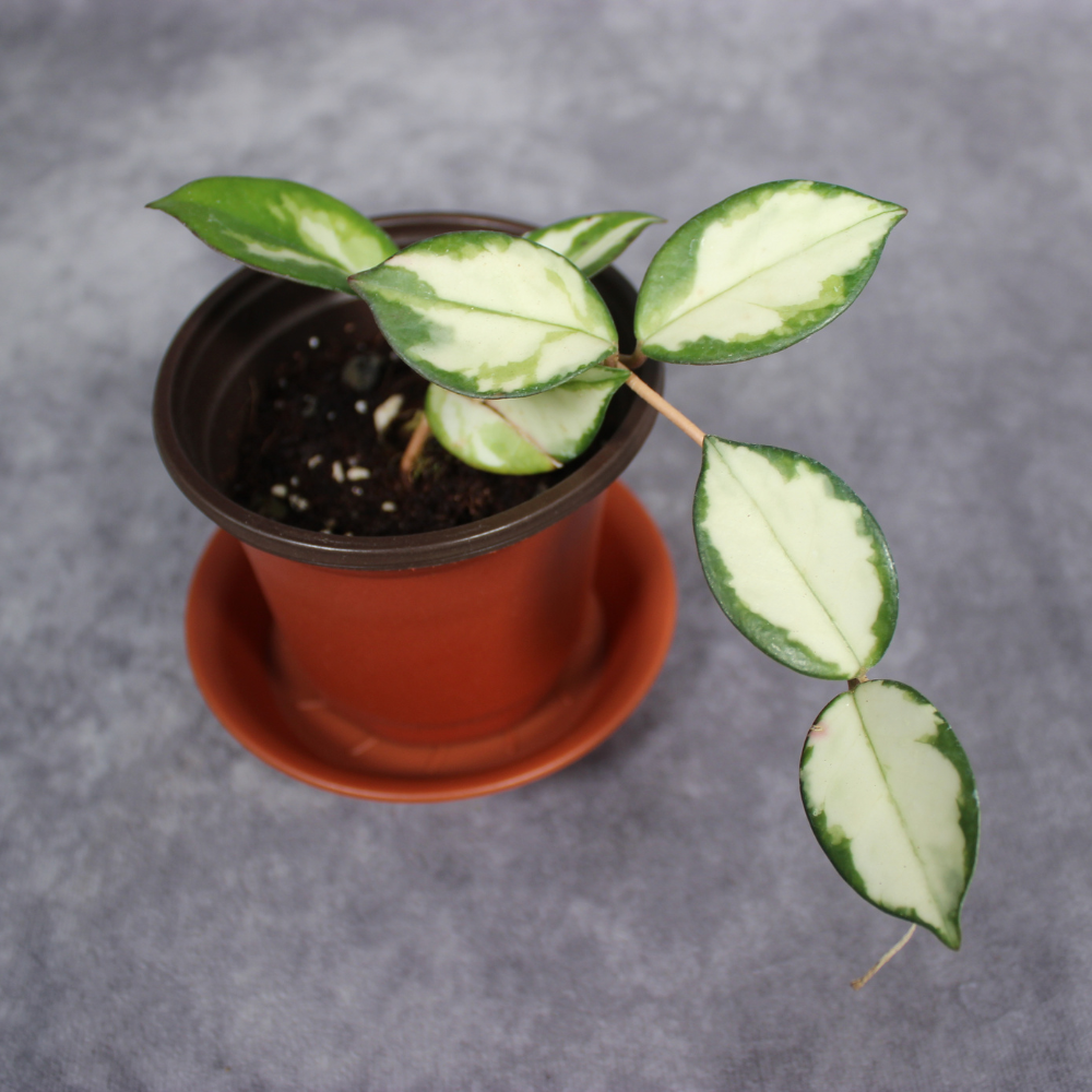 Hoya Carnosa Rubra Krimson Princess