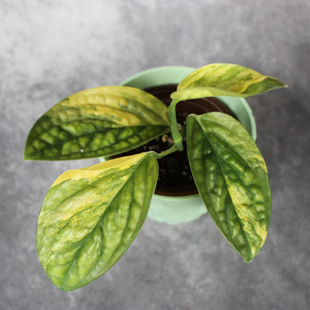 Monstera Peru Variegated