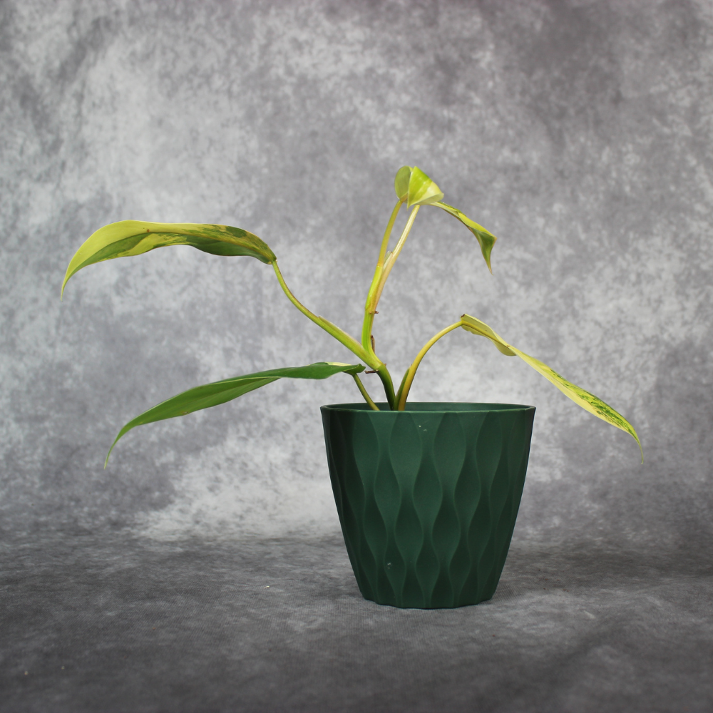 Philodendron Hastatum Domesticum Variegated