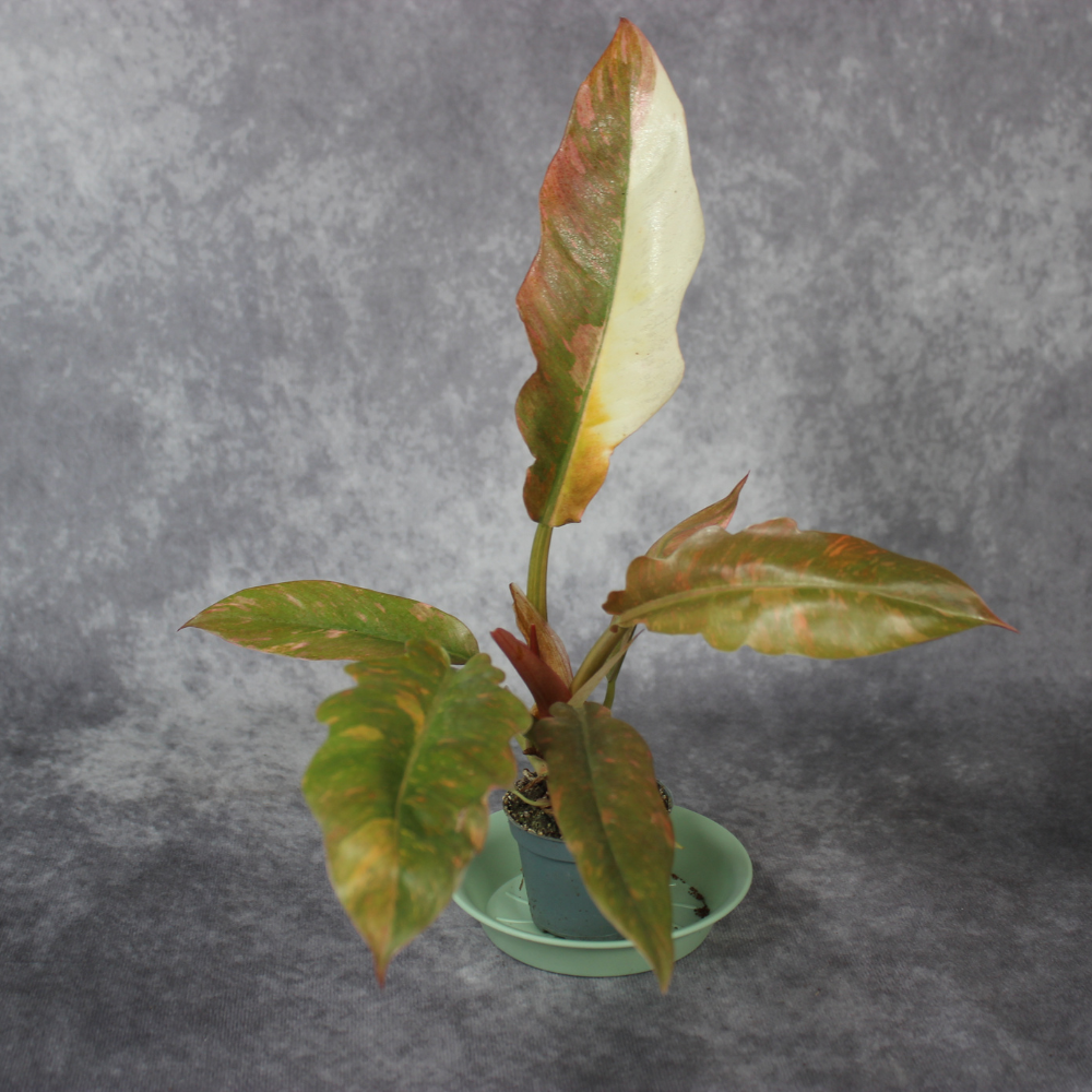 Philodendron Ring of Fire
