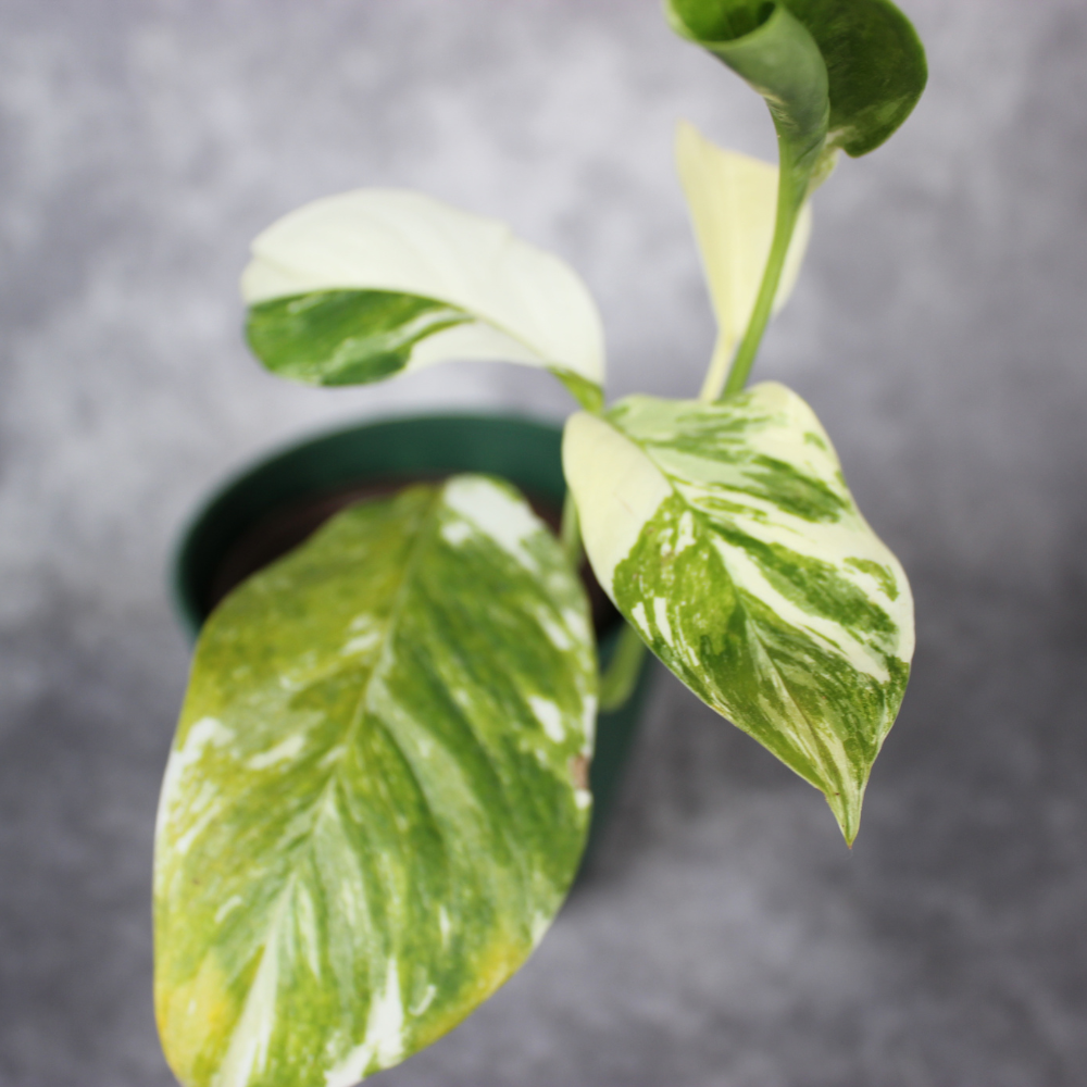 Monstera Lechleriana - Variegated