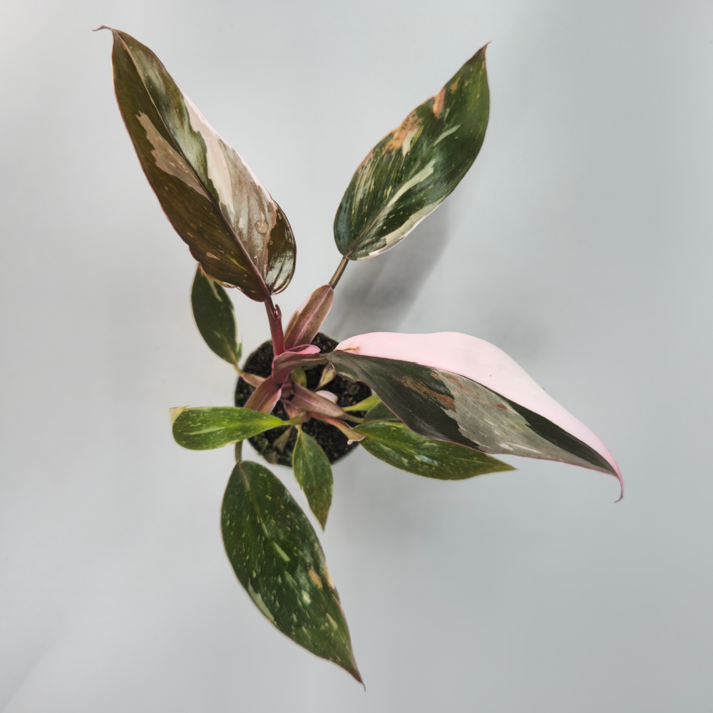 Philodendron Red Anderson