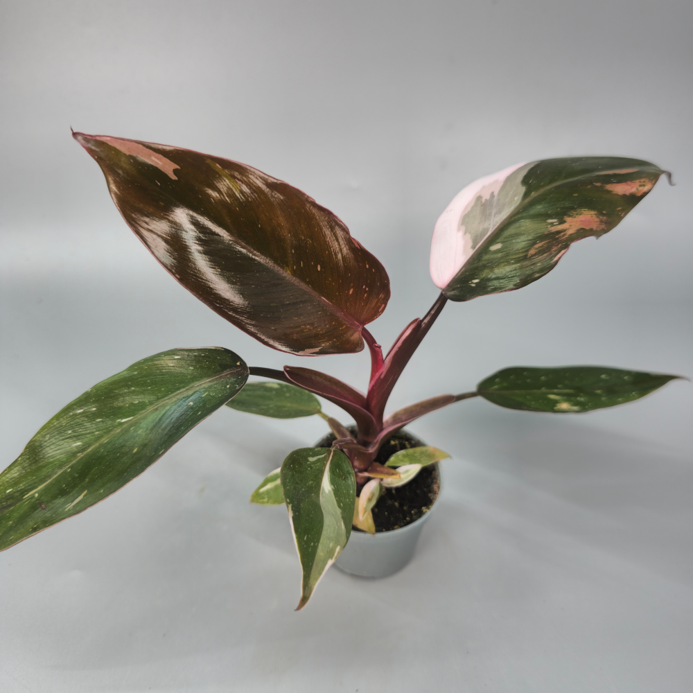 philodendron houseplant uk Philodendron Red Anderson