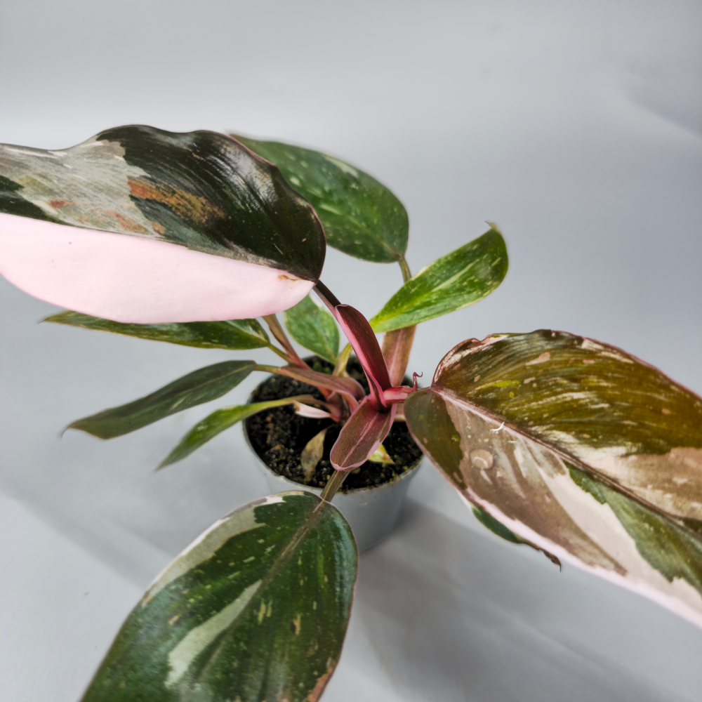 Philodendron Rd Anderson Philodendron Red Anderson - Rare Houseplant – Odd Leaf