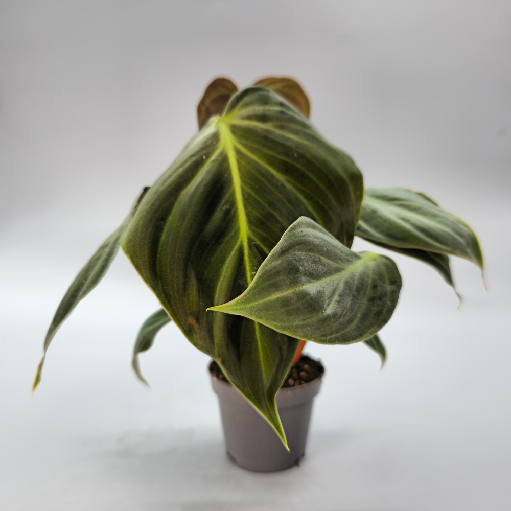 Philodendron El Choco Red