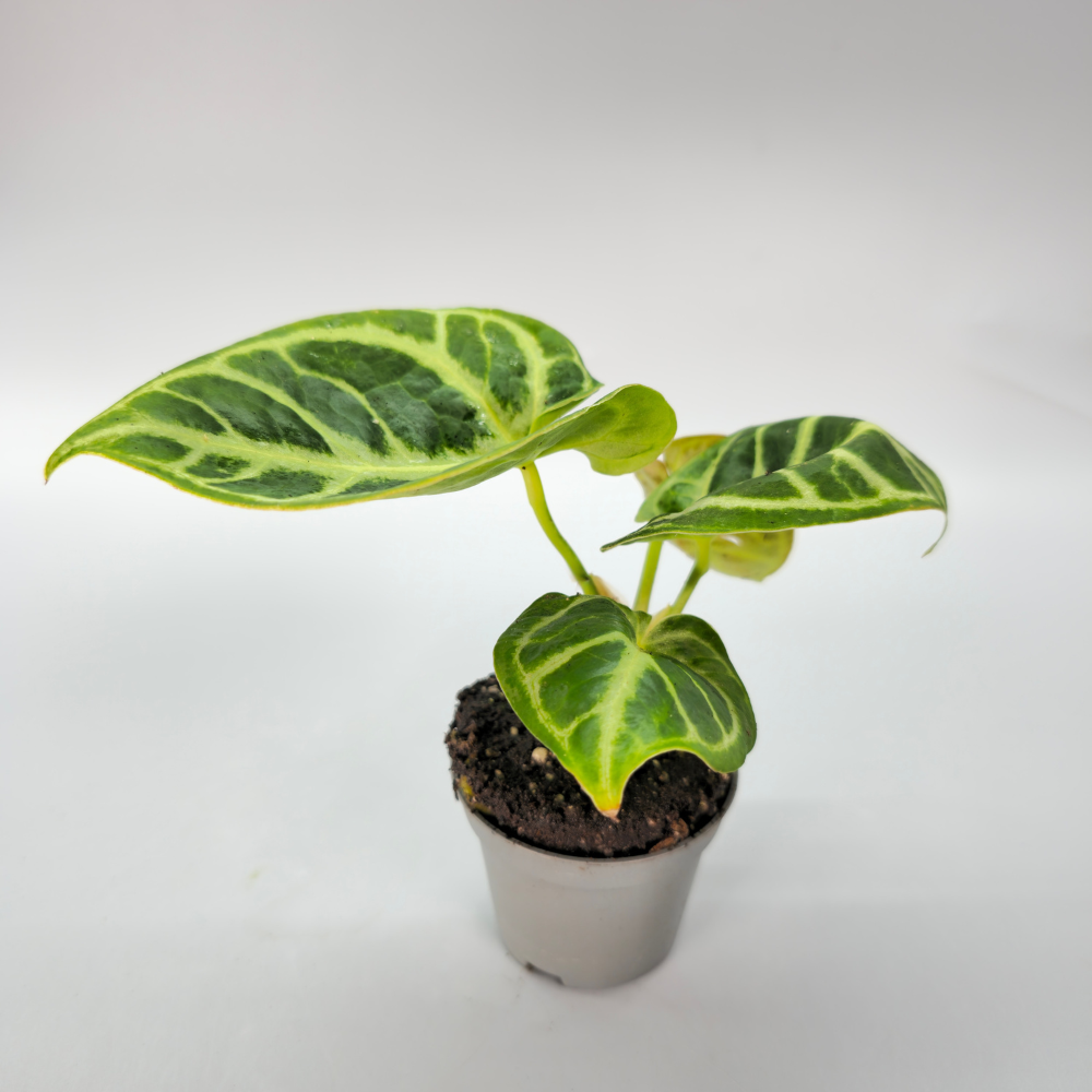 Anthurium Crystallinum Dorayaki