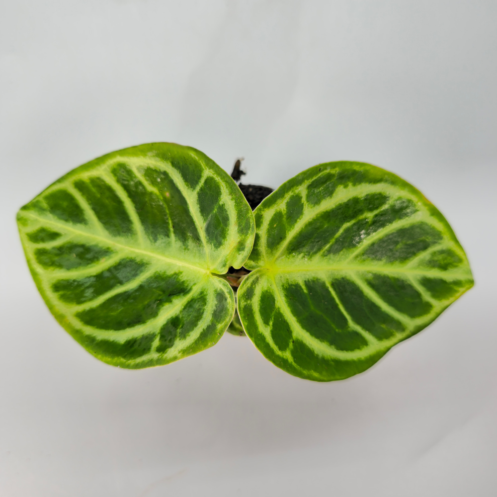 Anthurium Crystallinum Dorayaki