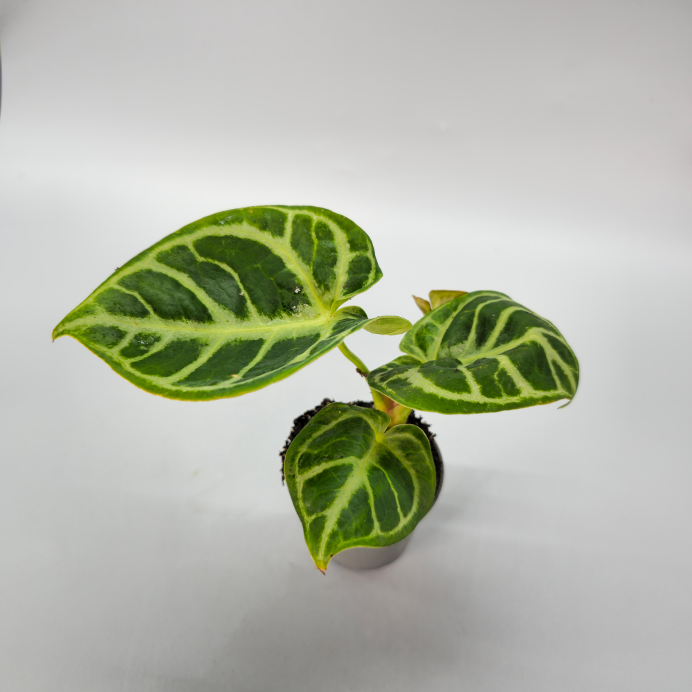 Anthurium Crystallinum Dorayaki